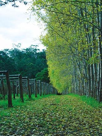 Hawke Brook Chalets Pemberton Esterno foto